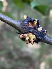 Callirhytis quercusgemmaria