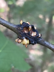 Callirhytis quercusgemmaria
