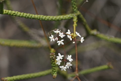 Platysace deflexa