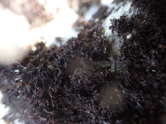 Lathagrium fuscovirens