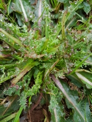 Asteraceae