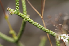 Platysace deflexa