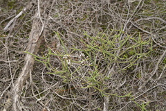 Platysace deflexa