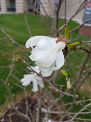 Magnolia