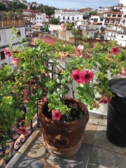 Allamanda blanchetii