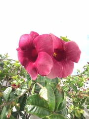 Allamanda blanchetii