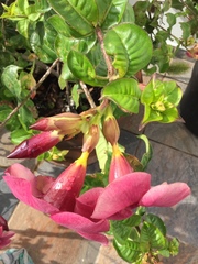 Allamanda blanchetii