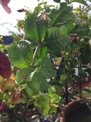 Allamanda blanchetii