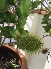 Allamanda blanchetii