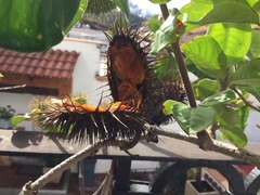 Allamanda blanchetii