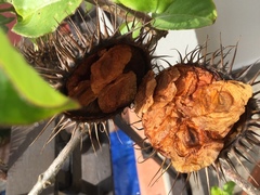 Allamanda blanchetii