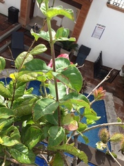 Allamanda blanchetii