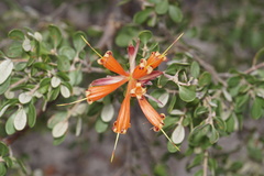 Lambertia inermis