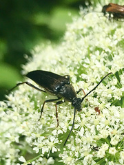 Pedostrangalia pubescens