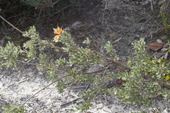 Lambertia inermis