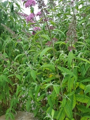Buddleja davidii