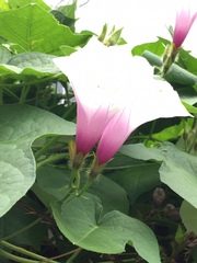 Ipomoea purpurea