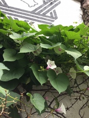 Ipomoea purpurea