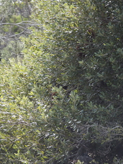 Banksia media