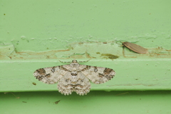 Cleora alienaria