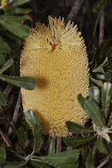 Banksia media