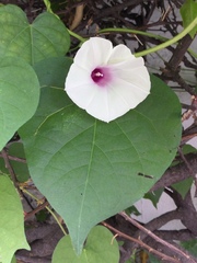 Ipomoea purpurea