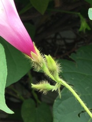 Ipomoea purpurea