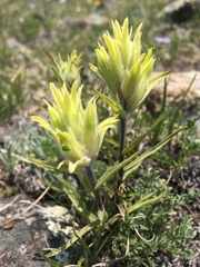 Castilleja puberula