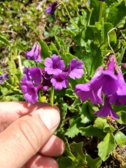 Primula latifolia