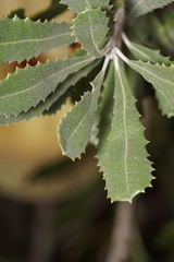 Banksia media