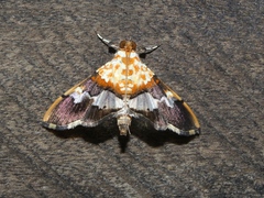 Aetholix flavibasalis