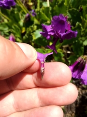 Primula latifolia