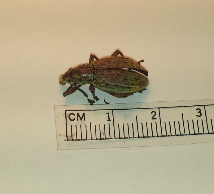 Oclandius laeviusculus