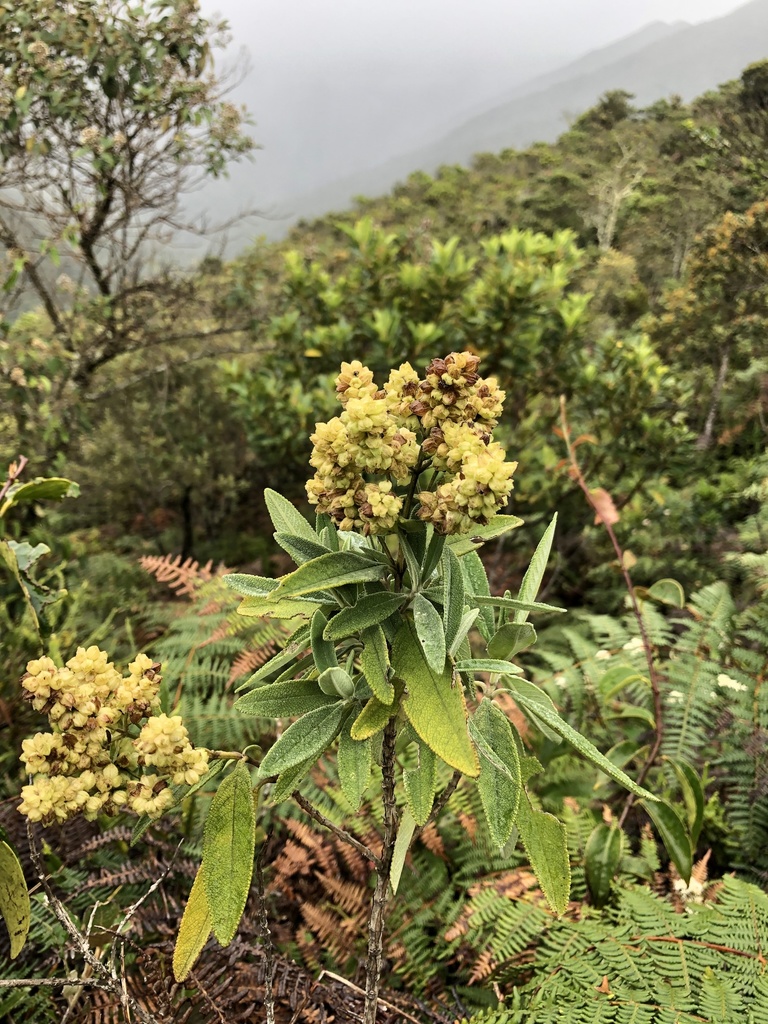 Lepechinia mutica
