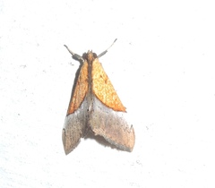 Sagariphora magnificalis