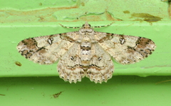Cleora alienaria