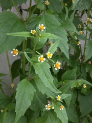 Galinsoga quadriradiata