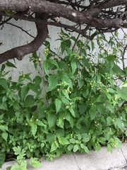 Galinsoga quadriradiata