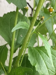 Galinsoga quadriradiata