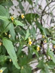 Galinsoga quadriradiata