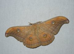 Antheraea paphia
