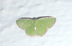 Argyrocosma inductaria