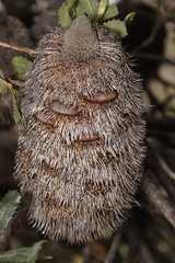 Banksia media