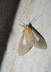Asota canaraica
