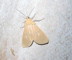 Asota producta