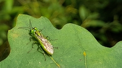 Rhogogaster chlorosoma