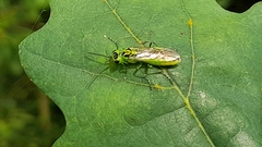Rhogogaster chlorosoma