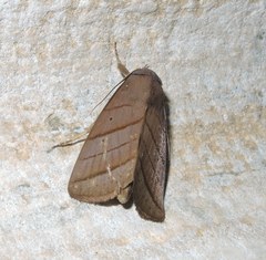 Asta quadrilinea
