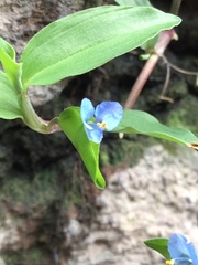 Commelina diffusa