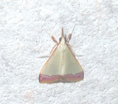 Autocharis amethystina